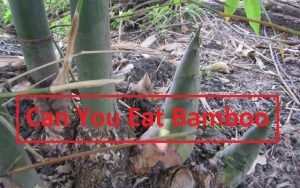 Can You Eat Bamboo