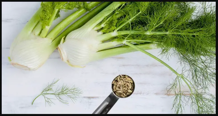 Replacement For Tarragon
