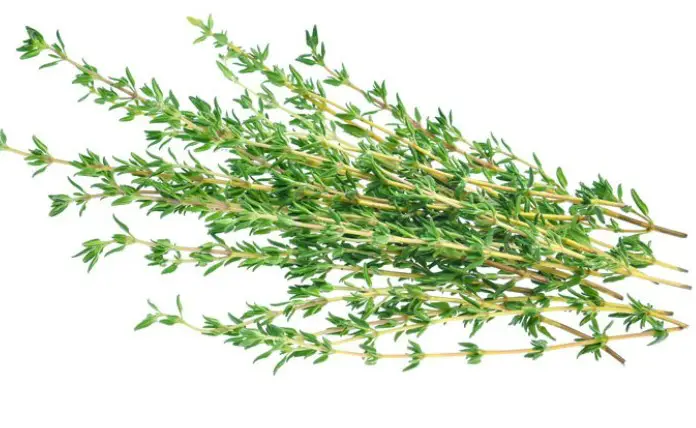 Replacement For Tarragon