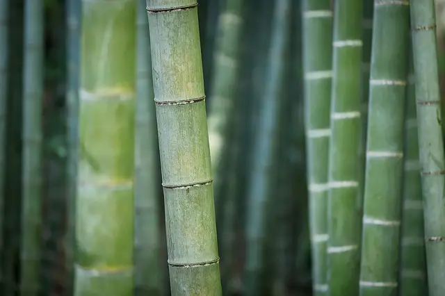 Can You Eat Bamboo?