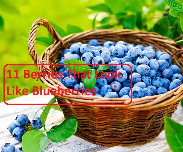 11 Berries That Look Like Blueberries Fast Food Justice
